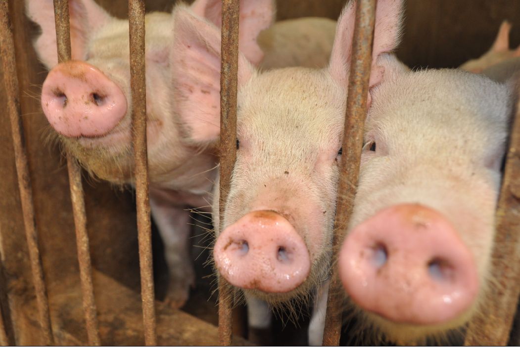 我國全面禁止餐廚剩余物飼喂生豬